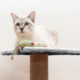 Mačje drevo CAT TREE 710 mm / Siva