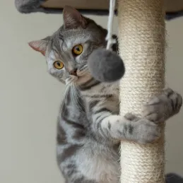 Mačje drevo CAT TREE 710 mm / Siva