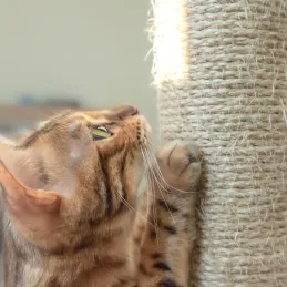 Mačje drevo CAT TREE 710 mm / Siva