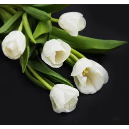 Steklena zaščitna plošča za kuhalno ploščo 600 mm / Beli tulipani